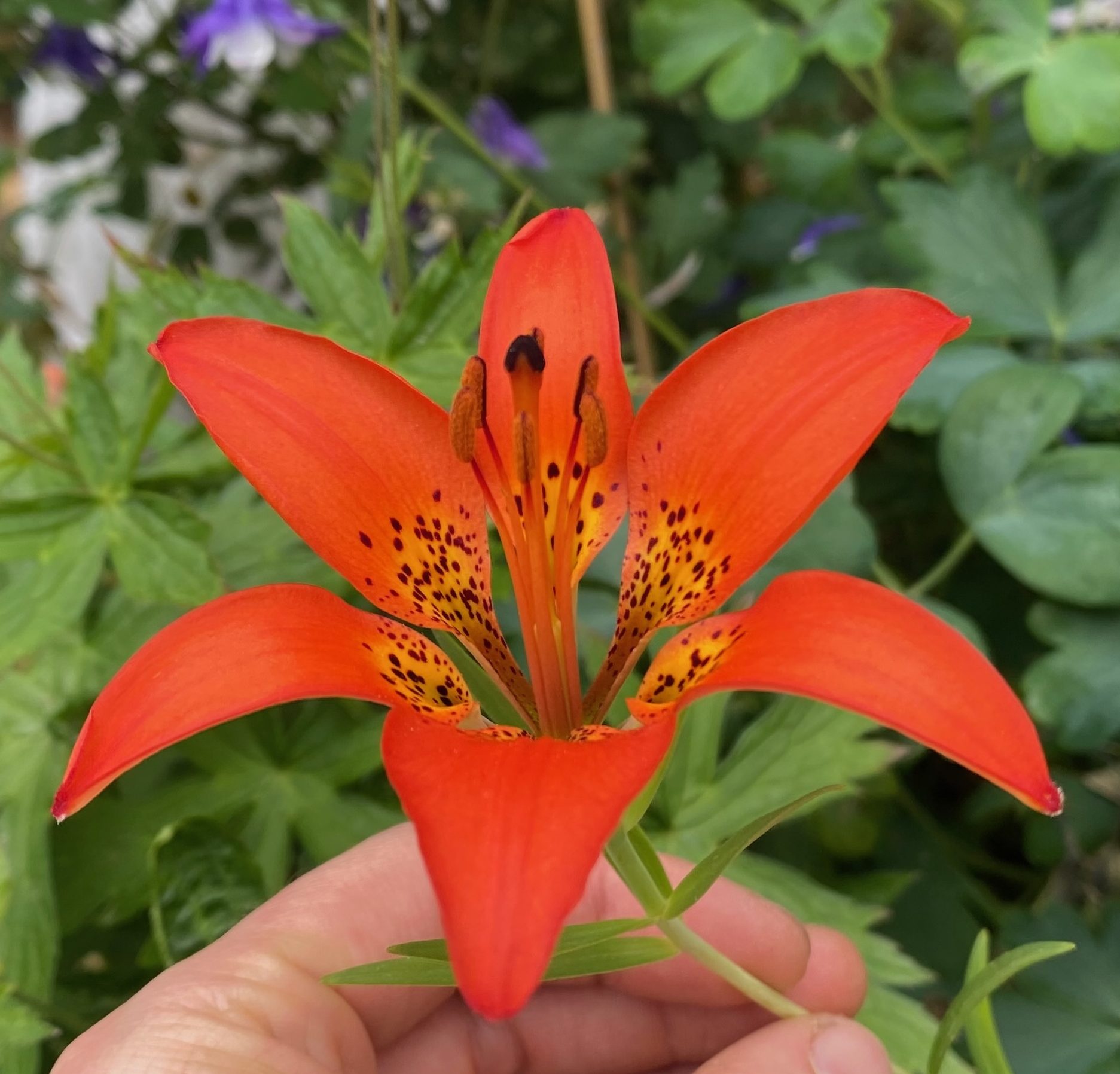 How to Grow Lilium philadelphicum (Wood Lily, Prairie Lily) from Seed