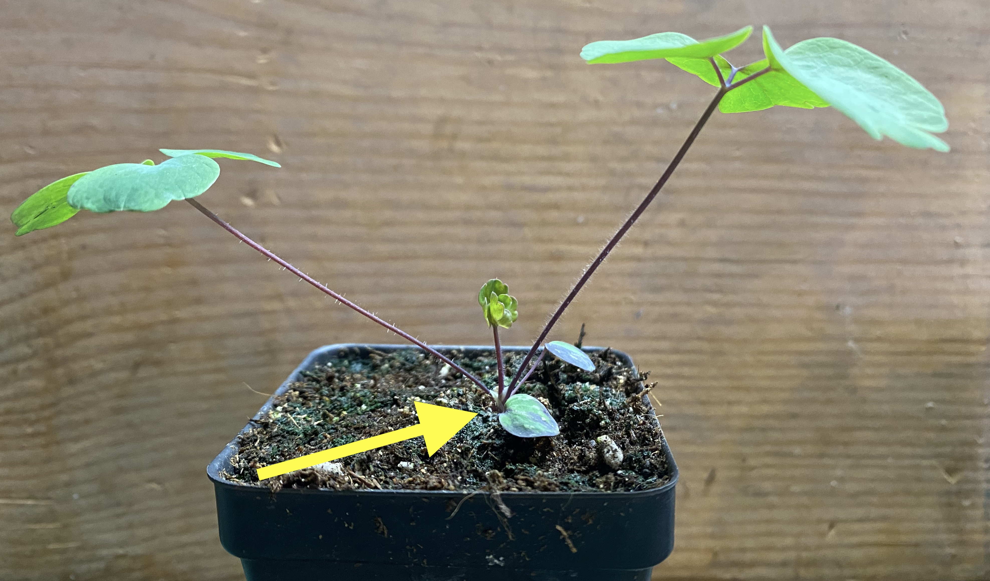 Distinguishing Stemmed and Stemless Herbaceous Plants
