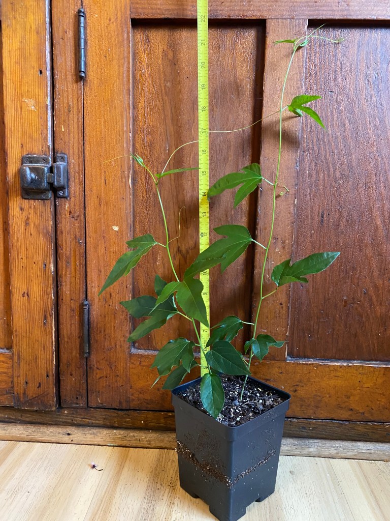 Photo of two passionflower seedlings in a quart plastic pot. Measuring tape behind the seedlings demonstrates that they have reached about 18" in height.