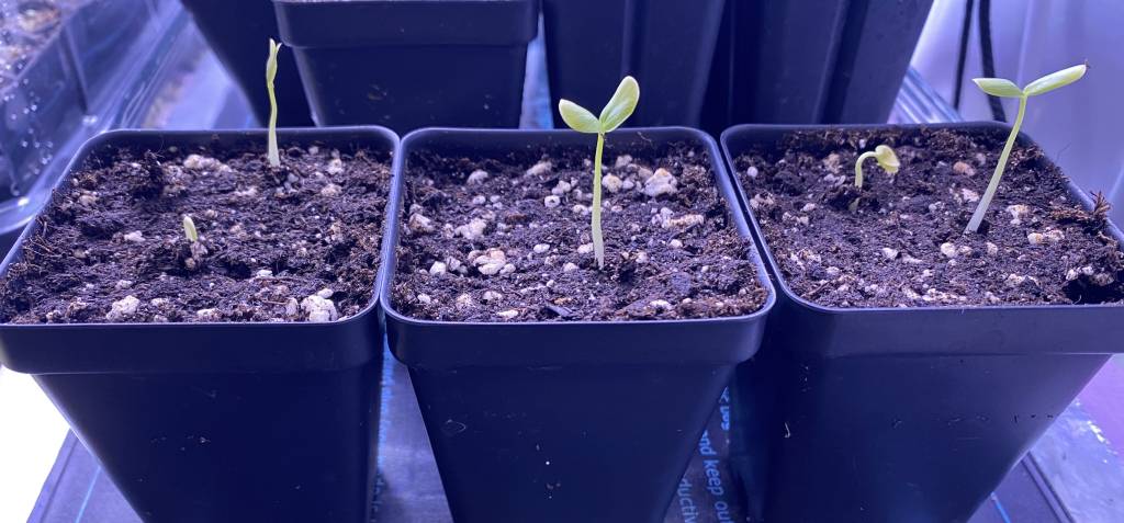 Photo of passionflower seedlings vigorously sprouting in plastic pots. 