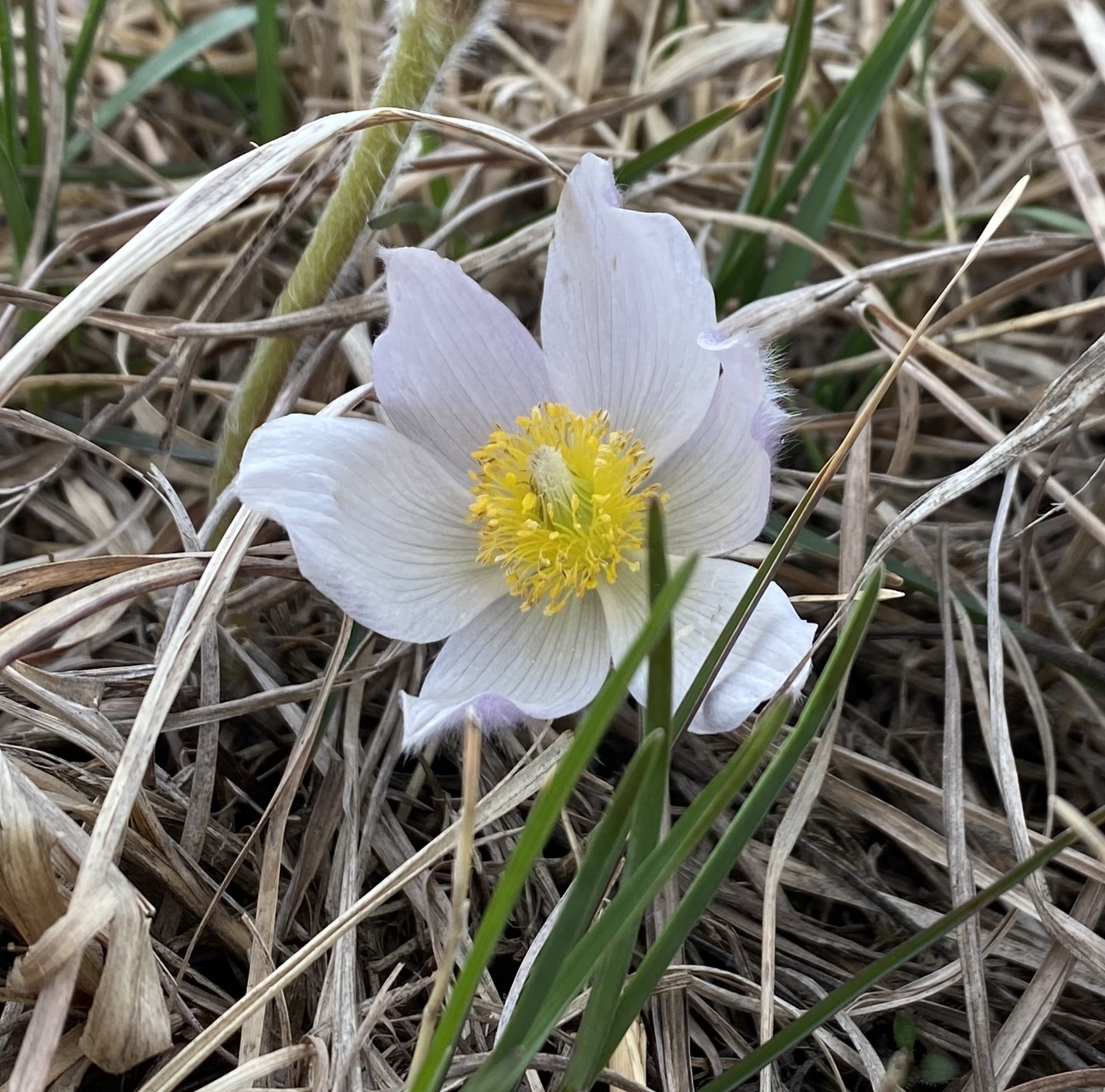 How to Grow American Pasqueflower (Pulsatilla nuttalliana, formerly Anemone patens) from Seed