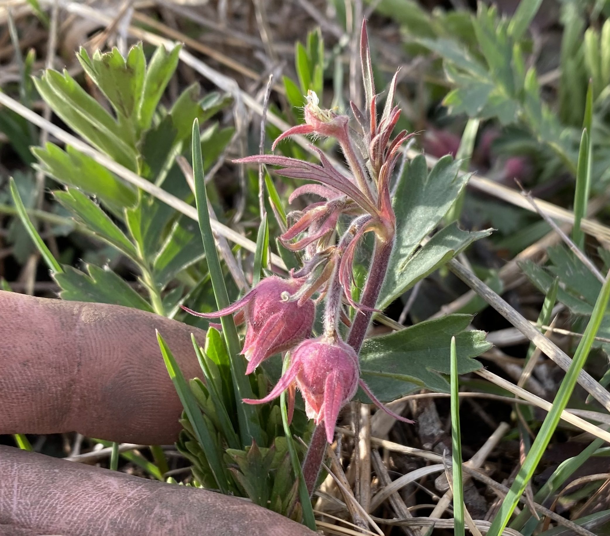 Propagating Geum triflorum (Prairie Smoke) from Seed