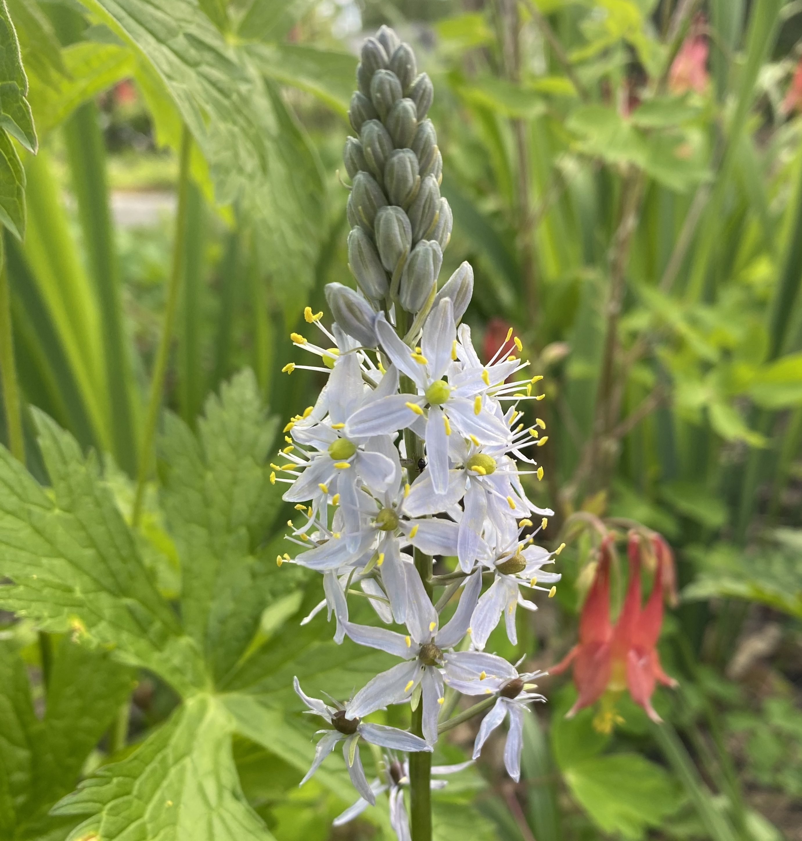 How to Grow Wild Hyacinth (Camassia scilloides) from Seed