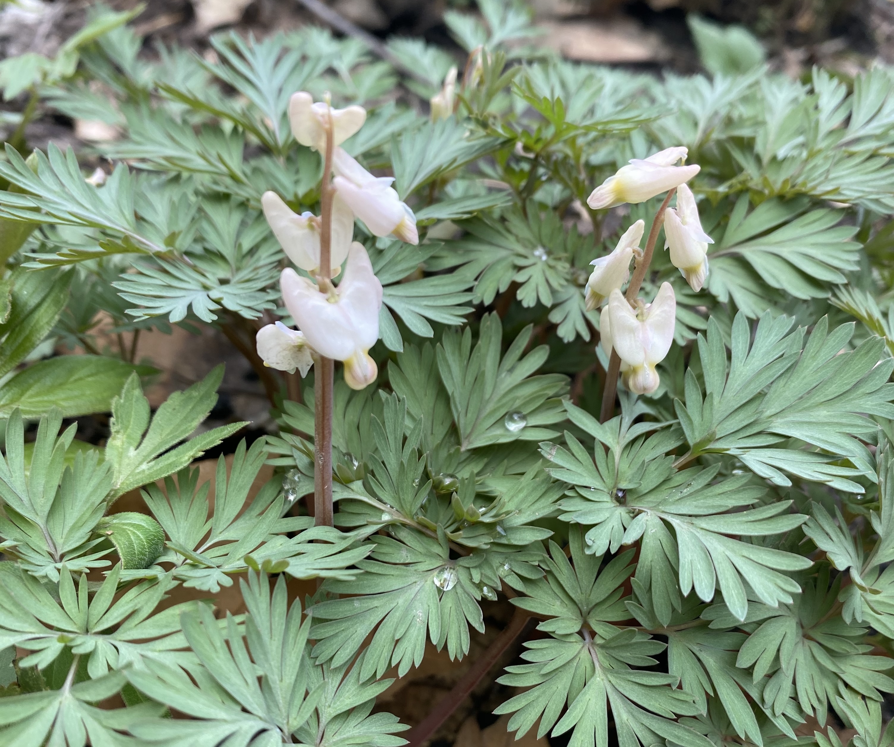 How to Collect and Germinate Dutchman’s Breeches (Dicentra cucullaria) Seeds