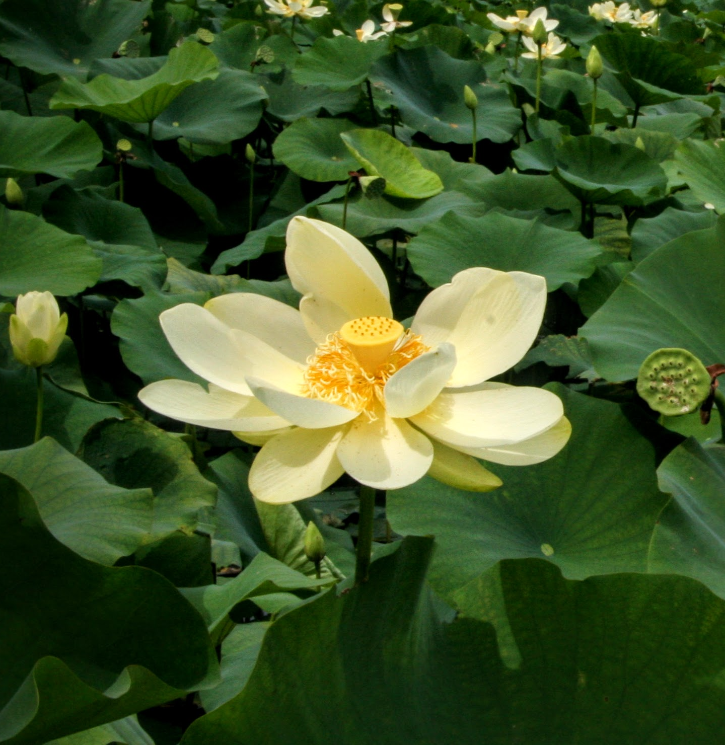 How to Grow American Lotus (Nelumbo lutea) from Seed