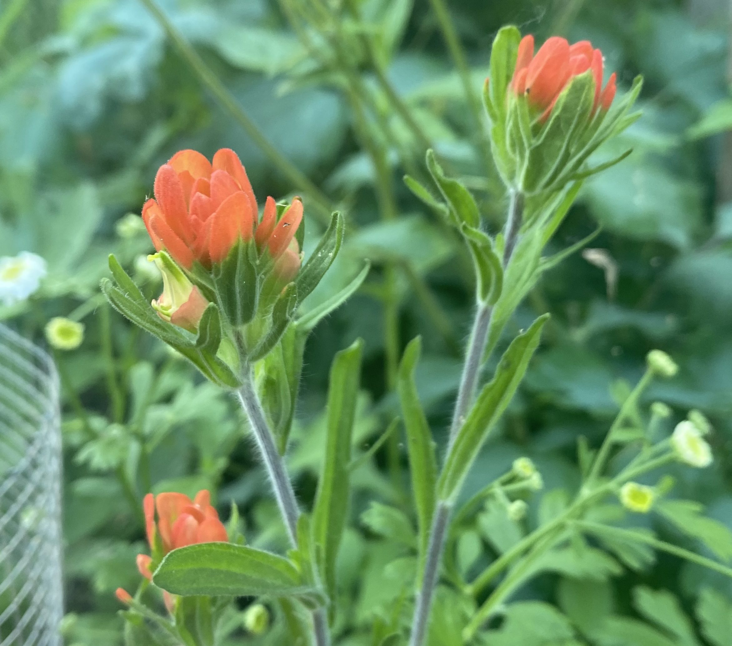 How to Grow Scarlet Painted-cup (Castilleja coccinea) from Seed