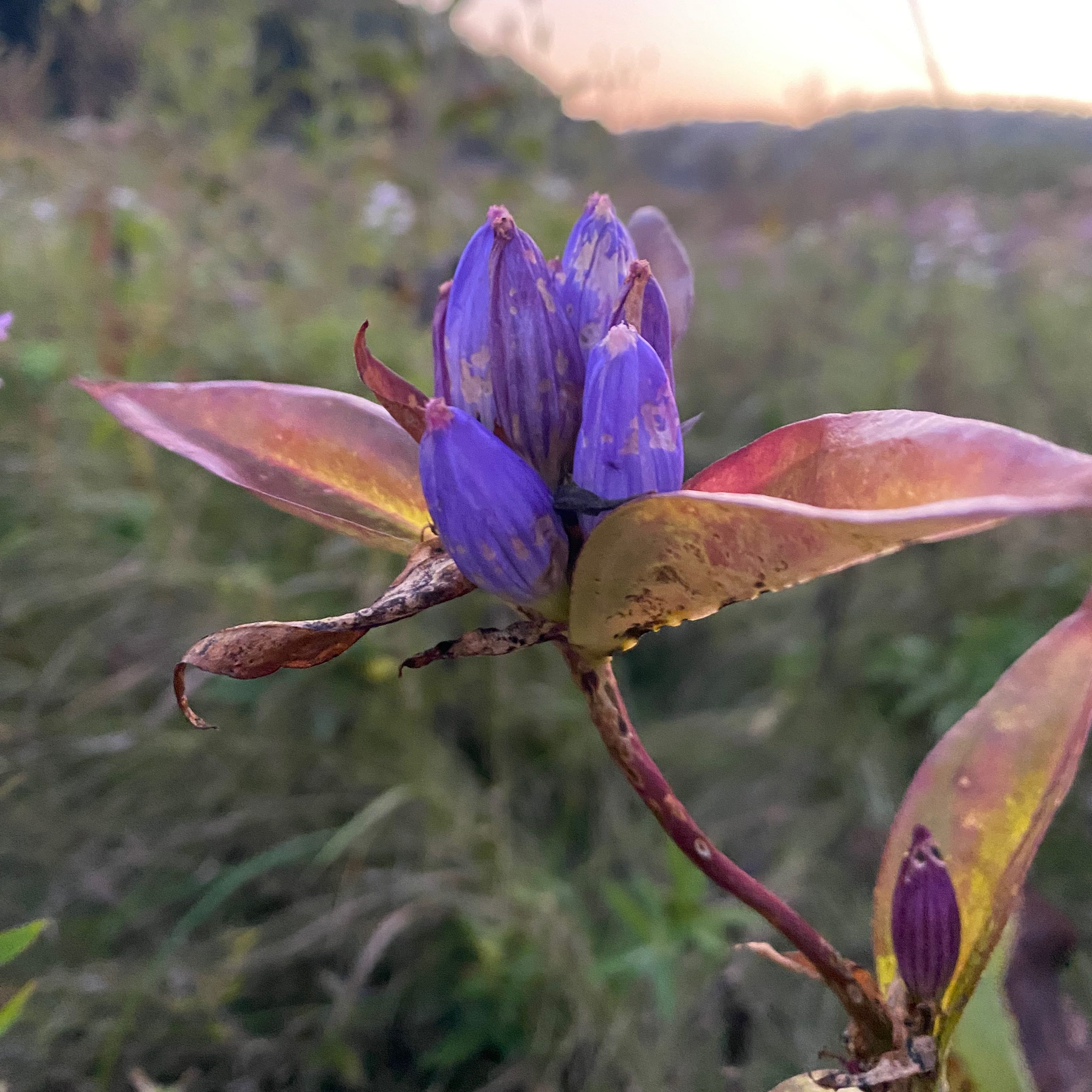 How to Germinate Bottle Gentian (Gentiana andrewsii)