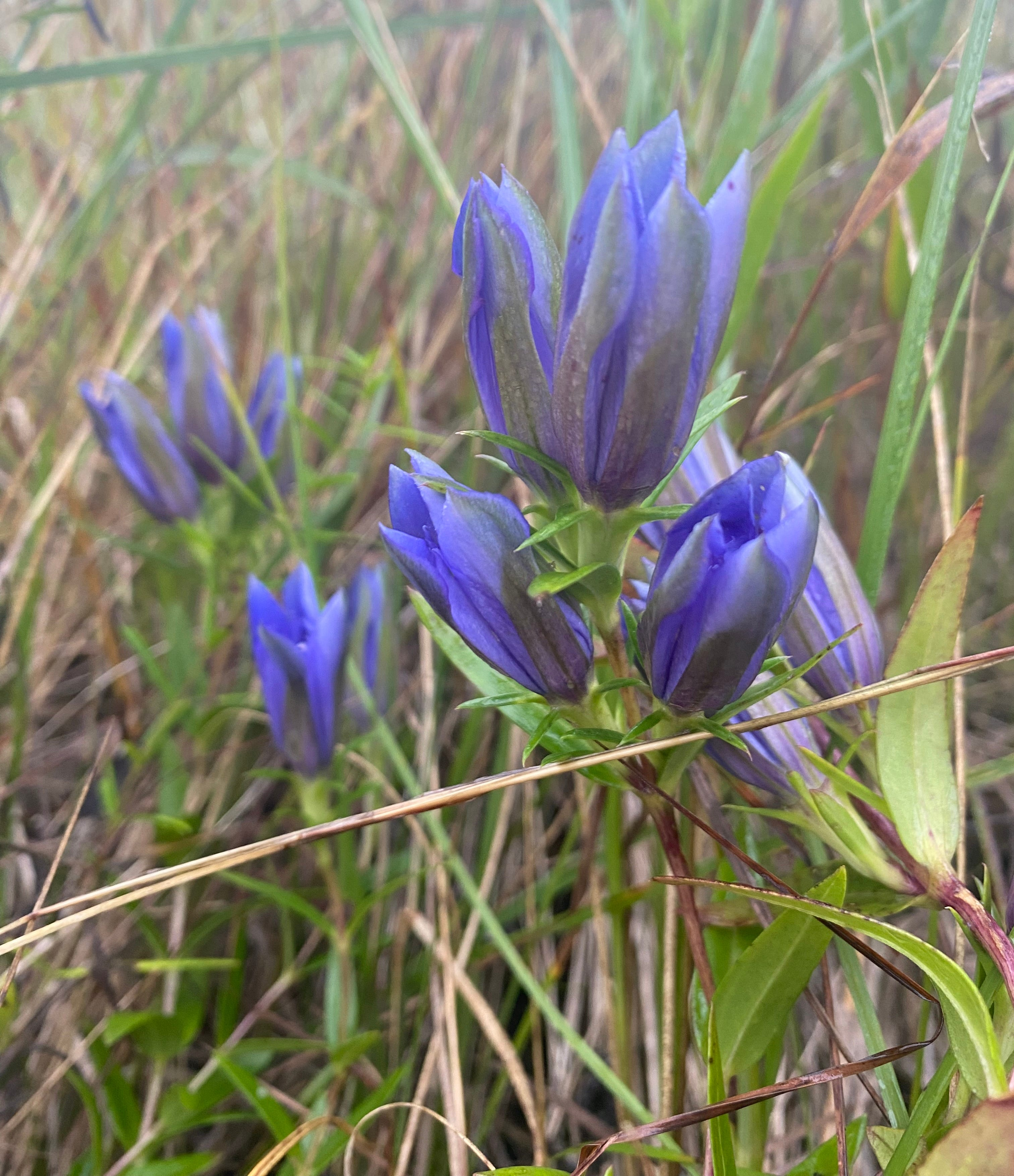 How to Grow Downy Gentian (Gentiana puberulenta) from Seed
