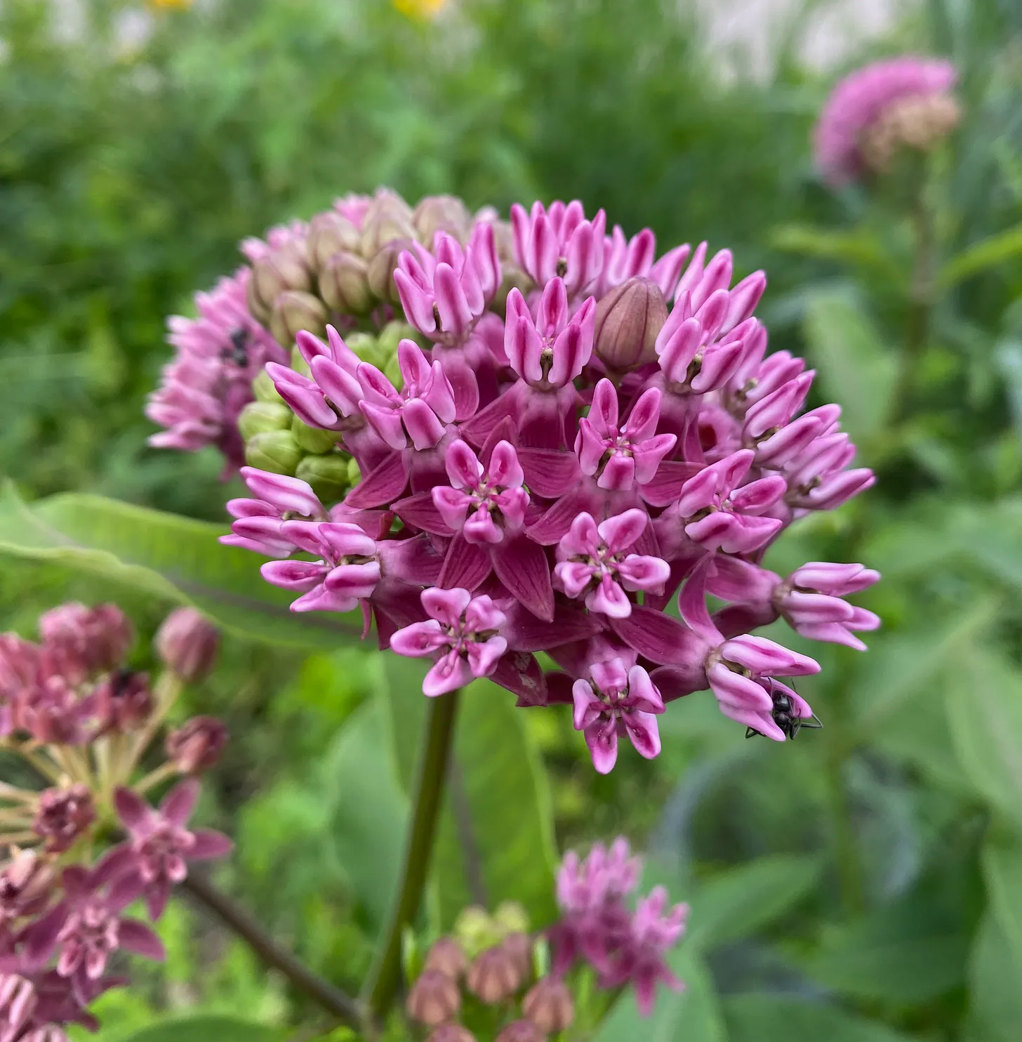 How to Grow Purple Milkweed (Asclepias purpurascens) from Seed