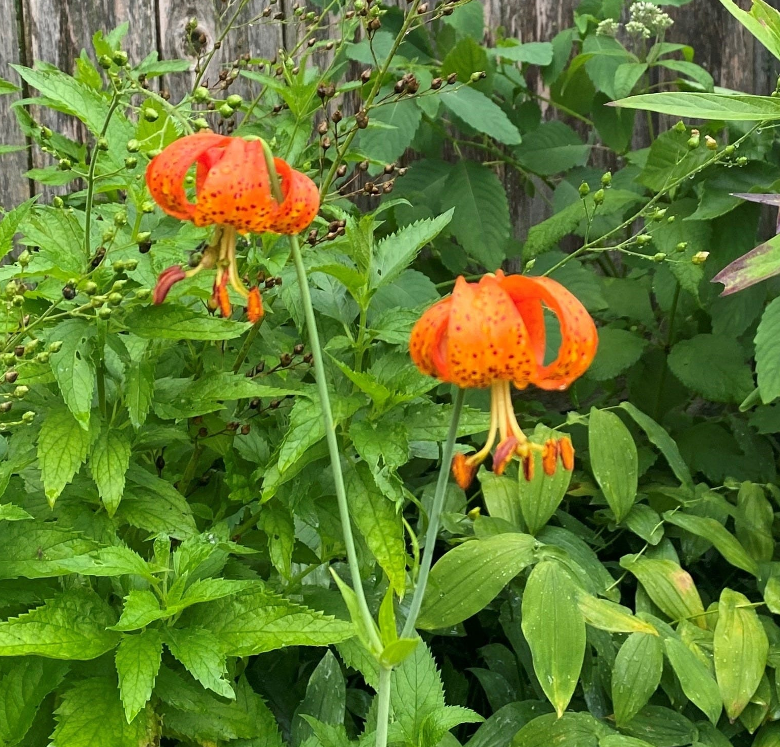 How to Grow Michigan Lily (Lilium michiganense) from Seed