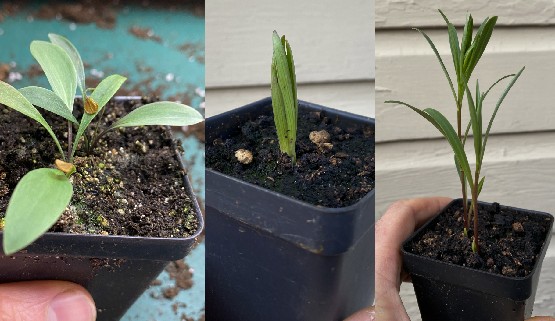 Two Growth Patterns in Herbaceous Perennials